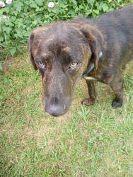 Found/Stray Male Dog last seen longhorn valley est, West Livingston, TX 77351
