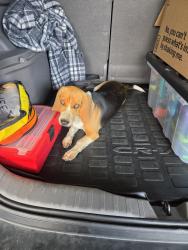 Reunited Male Dog last seen Carmack court, Mercersburg, Pa, Mercersburg, PA 17236