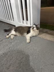 Found/Stray Male Cat last seen Between old state road and pleasant street, Epping, NH 03042