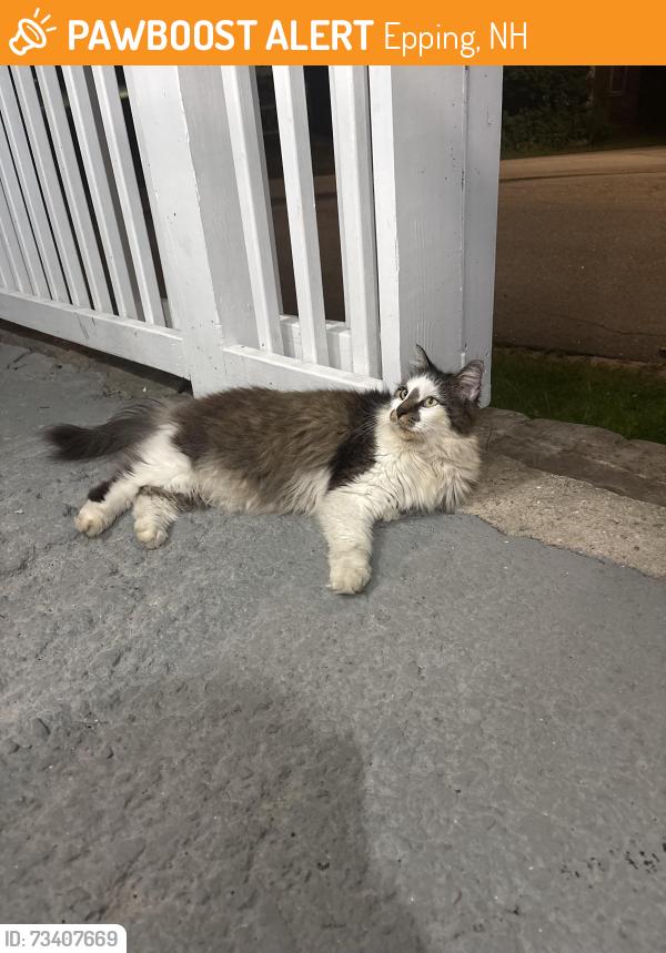 Found/Stray Male Cat last seen Between old state road and pleasant street, Epping, NH 03042