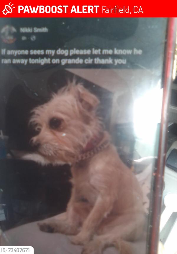 Lost Male Dog last seen Grande circle, Fairfield, CA 94533