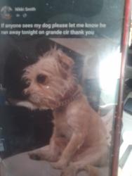 Lost Male Dog last seen Grande circle, Fairfield, CA 94533