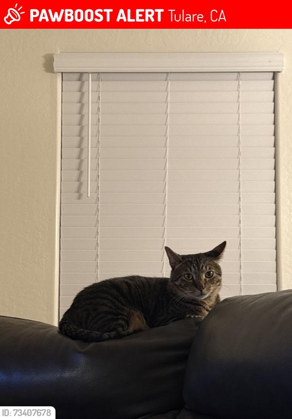 Lost Male Cat last seen Del lago, Tulare, CA 93274