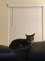 Lost Male Cat last seen Del lago, Tulare, CA 93274
