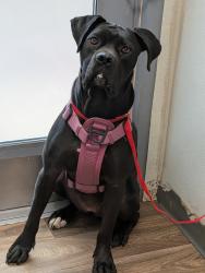 Shelter Stray Female Dog last seen San Diego Avenue, San Diego, CA, 92110, 5500 Gaines St, San Diego, CA 92110, USA
