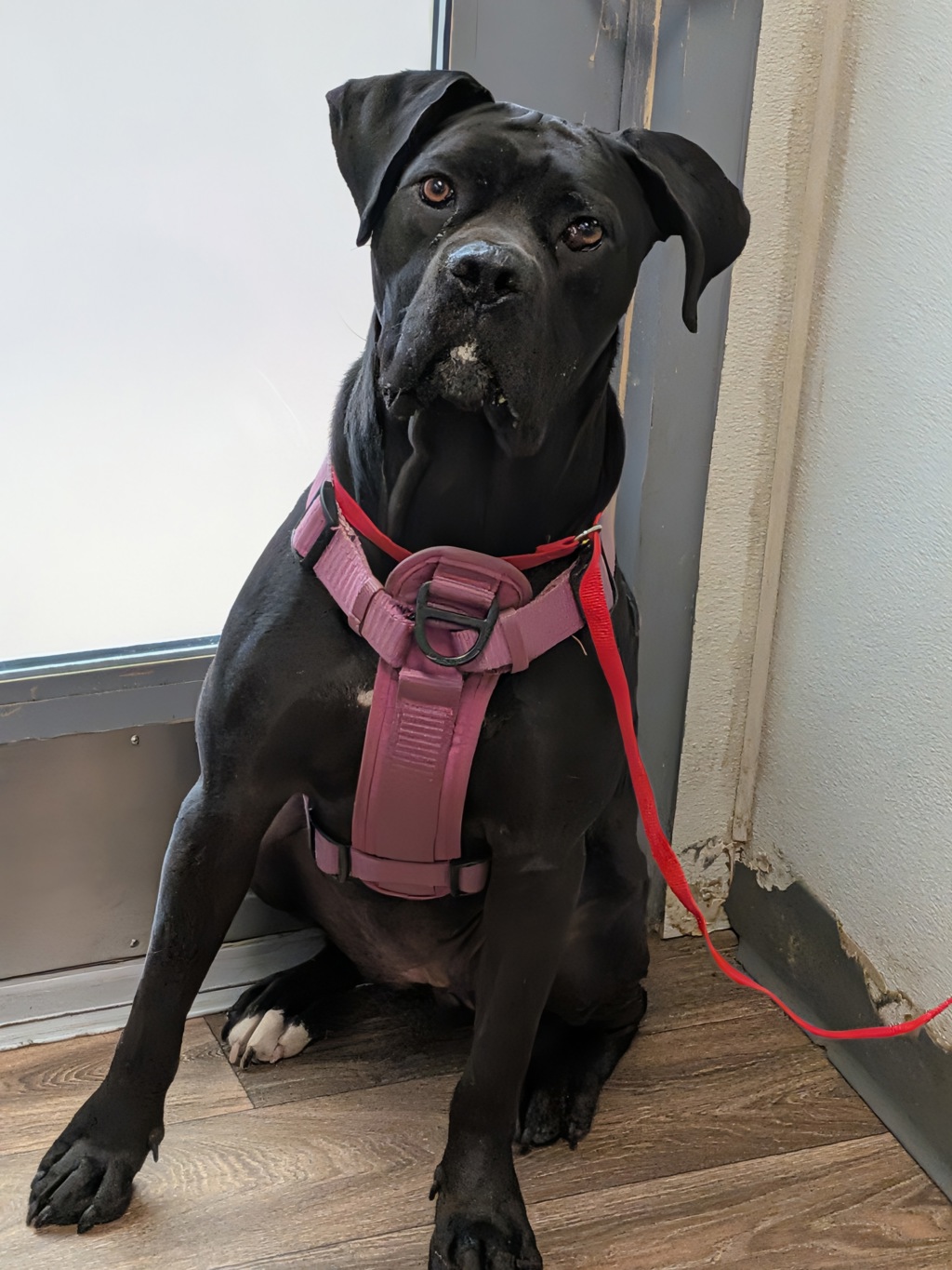 Shelter Stray Female Dog last seen San Diego Avenue, San Diego, CA, 92110, 5500 Gaines St, San Diego, CA 92110, USA