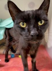 Shelter Stray Male Cat last seen Near Utah Street, San Diego, CA, 92116, 5500 Gaines St, San Diego, CA 92110, USA