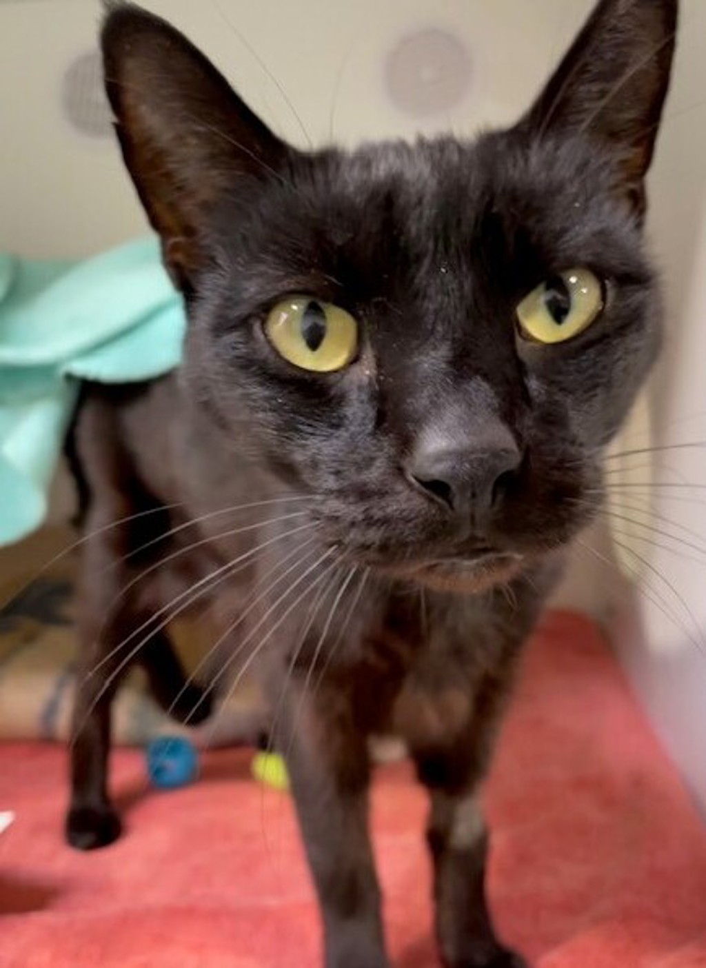 Shelter Stray Male Cat last seen Near Utah Street, San Diego, CA, 92116, 5500 Gaines St, San Diego, CA 92110, USA