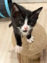 Shelter Stray Male Cat last seen Winona Avenue, San Diego, CA, 92105, 5500 Gaines St, San Diego, CA 92110, USA