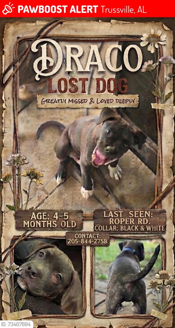 Lost Male Dog last seen Gascoigne rd, Trussville, AL 35173
