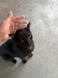 Found/Stray Male Cat last seen Ladson rd near fire dept, Ladson, SC 29456
