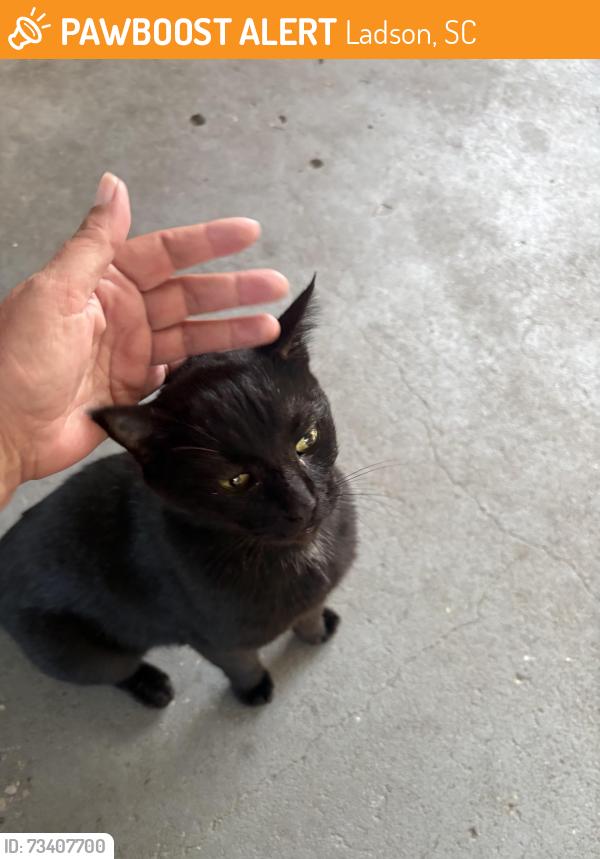 Found/Stray Male Cat last seen Ladson rd near fire dept, Ladson, SC 29456