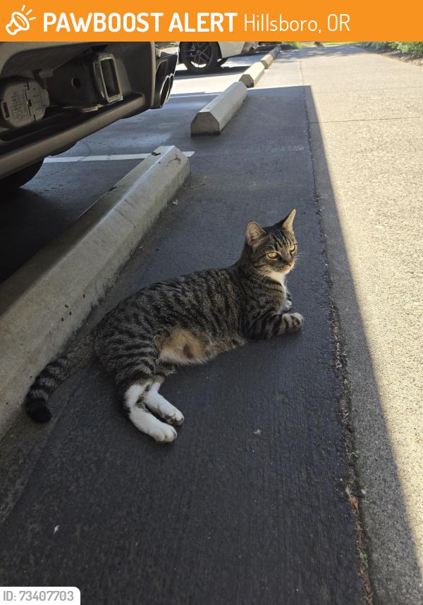 Found/Stray Male Cat last seen Leasing Office, Hillsboro, OR 97124