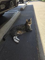 Found/Stray Male Cat last seen Leasing Office, Hillsboro, OR 97124
