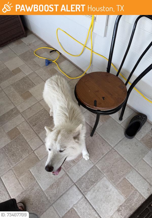 Found/Stray Female Dog last seen In sanoma ranch, Houston, TX 77049