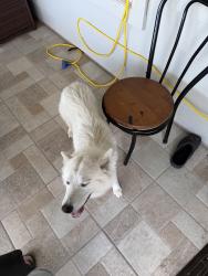 Found/Stray Female Dog last seen In sanoma ranch, Houston, TX 77049