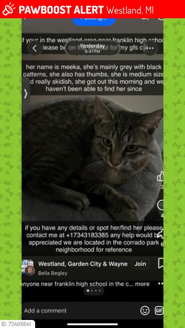 Lost  Cat last seen Near Hugh St, Westland, MI 48185, USA, Westland, MI 48185