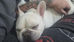 Lost Male Dog last seen Hollywood Blvd, Hollywood, FL 33020