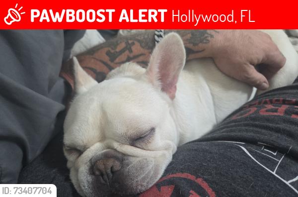 Lost Male Dog last seen Hollywood Blvd, Hollywood, FL 33020
