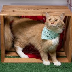 Shelter Stray Female Cat last seen , 825 W Jefferson St, Tipton, IN 46072, USA