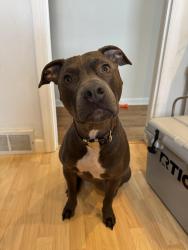 Lost Male Dog last seen Aberdeen St. and Fuller Ave., Grand Rapids, MI 49505