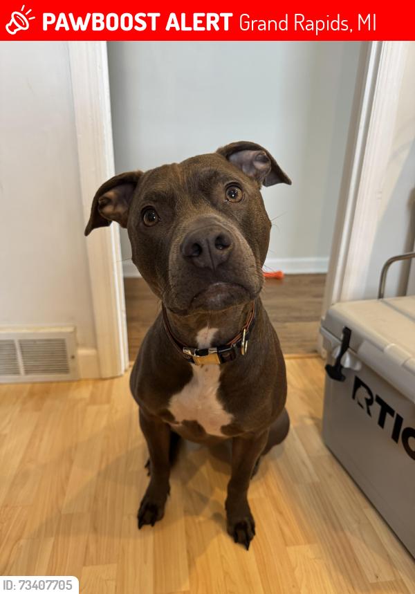 Lost Male Dog last seen Aberdeen St. and Fuller Ave., Grand Rapids, MI 49505