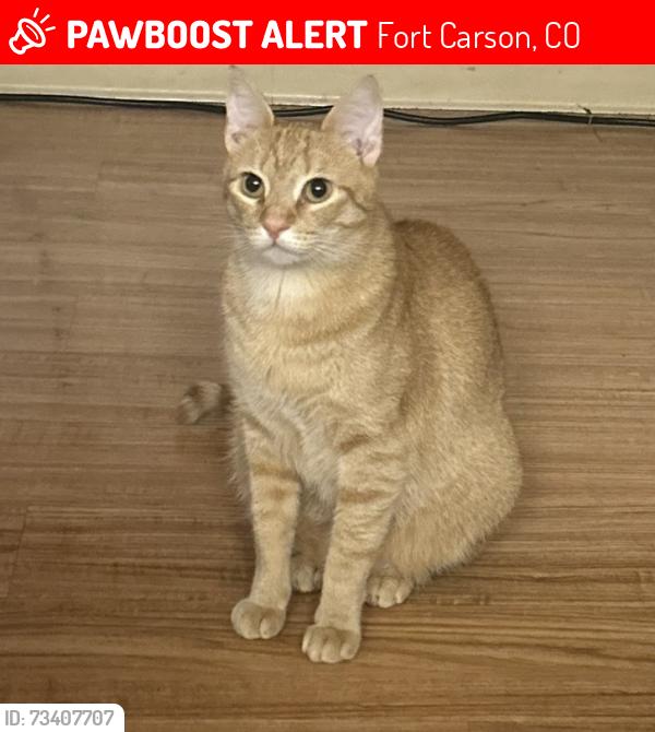Lost Female Cat last seen Gate 3 ft Carson, Fort Carson, CO 80902
