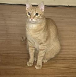 Lost Female Cat last seen Gate 3 ft Carson, Fort Carson, CO 80902