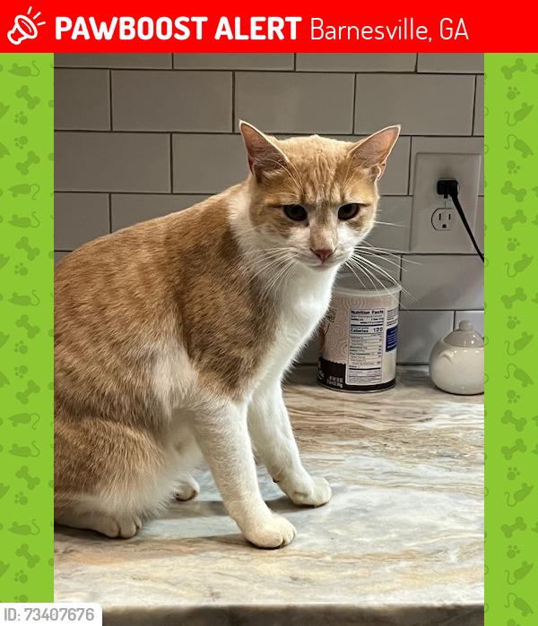 Lost Male Cat last seen English Rd, Barnesville, GA 30204