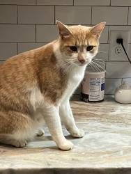 Lost Male Cat last seen English Rd, Barnesville, GA 30204