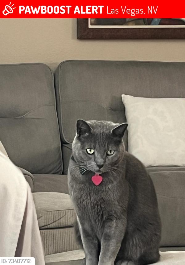 Lost Male Cat last seen El capitán Farm, Las Vegas, NV 89143