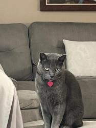 Lost Male Cat last seen El capitán Farm, Las Vegas, NV 89143