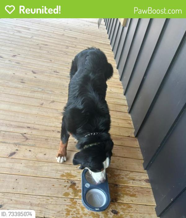 Reunited Male Dog last seen He was last seen off a clear Creek Road in Ellijay near the Cartecay vineyard, Ellijay, GA 30536