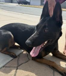 Reunited Female Dog last seen Melody Lane, El Cajon, CA 92019