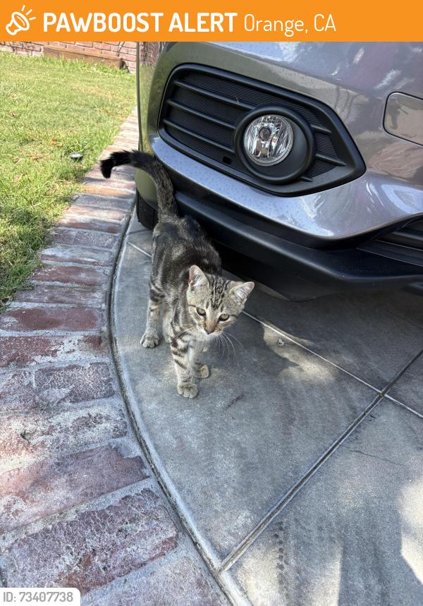 Found/Stray Unknown Cat last seen Batavia, Orange, CA 92865