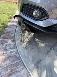 Found/Stray Unknown Cat last seen Batavia, Orange, CA 92865