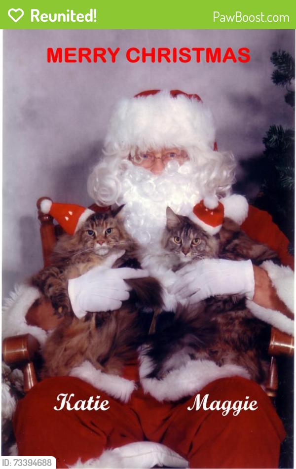 Reunited Female Cat last seen Villa Court and Mt. Troy Road, Pittsburgh, PA 15214