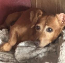 Reunited Male Dog last seen Maranatha Dr, Stockton, CA 95212, USA, Stockton, CA 95212
