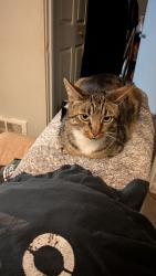 Reunited Male Cat last seen Ballard high school, Seattle, WA 98117