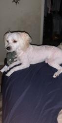 Reunited Male Dog last seen Gold Coast and Westonhill drive, San Diego, CA 92126