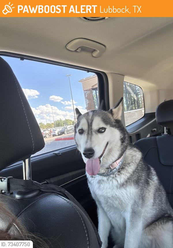Found/Stray Female Dog last seen 50th st and Slide, Lubbock, TX 79414