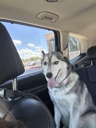 Found/Stray Female Dog last seen 50th st and Slide, Lubbock, TX 79414