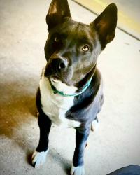 Reunited Male Dog last seen Brookview Way and Creekview Drive, Portland, OR 97229