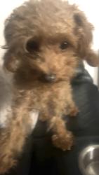 Lost Female Dog last seen Edenwald, wickham, The Bronx, NY 10466