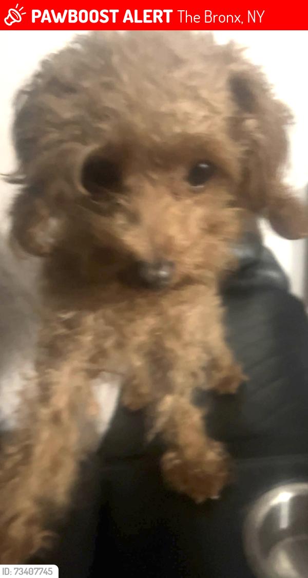 Lost Female Dog last seen Edenwald, wickham, The Bronx, NY 10466