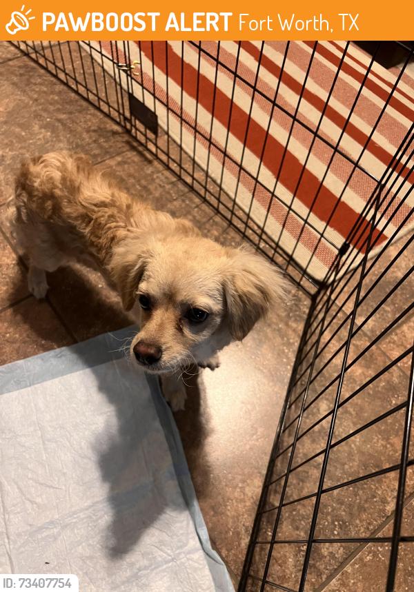Found/Stray Unknown Dog last seen Hollow forest drive, Fort Worth, TX 76123