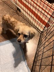 Found/Stray Unknown Dog last seen Hollow forest drive, Fort Worth, TX 76123
