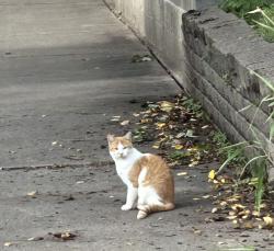 Found/Stray Unknown Cat last seen 22nd Ave S and 32nd Street, Minneapolis, MN 55407