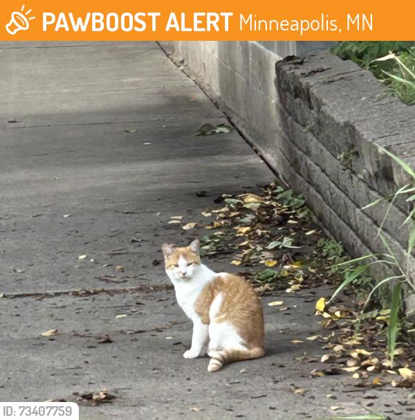 Found/Stray Unknown Cat last seen 22nd Ave S and 32nd Street, Minneapolis, MN 55407