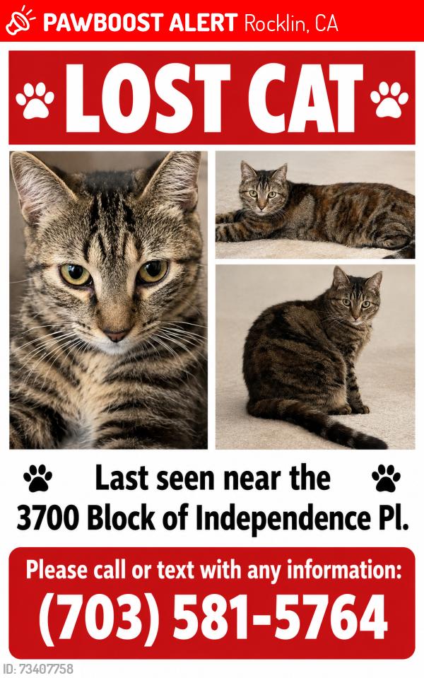 Lost Female Cat last seen Americana Way, Rocklin, CA 95677